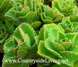 Колеус собачий (Coleus canina) считается естественным отпугивателем кошек, собак и зайцев Колеус собачий (Coleus canina) считается естественным отпугивателем кошек, собак и зайцев