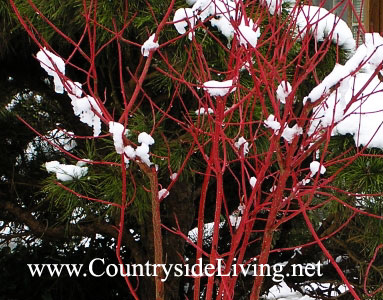 Дерен (Cornus). Зимой кора на однолетних ветках приобретает ярко-красный цвет