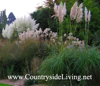Кортадерия селло, пампасная трава (Cortaderia selloana) Кортадерия селло, пампасная трава (Cortaderia selloana)