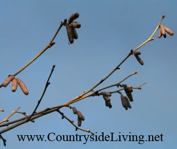 Лещина крупная (фундук, Corylus maxima). Сережки на мужском растении зимой Лещина крупная (фундук, Corylus maxima). Сережки на мужском растении зимой