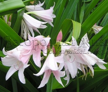 Кринум Пауэлла (Crinum x powellee)