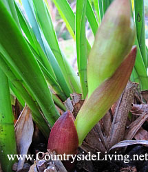 Орхидея цимбидиум (Cymbidium), цветочная стрелка