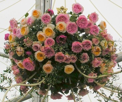 Английские розы Дэвида Остина на цветочной выставке Челси