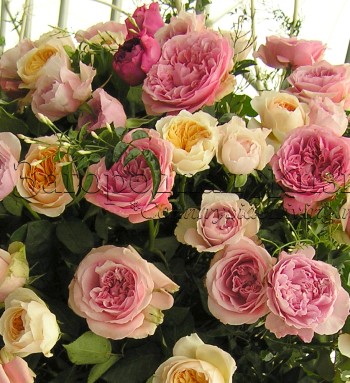 Английские розы Дэвида Остина на цветочной выставке Челси