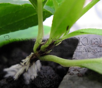 Дейция (Deutzia), черенкование осенью Дейция (Deutzia), черенкование осенью