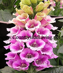 Наперстянка пурпурная 'Горка конфет', селекция 2007 г. Digitalis purpurea 'Candy Mountain'