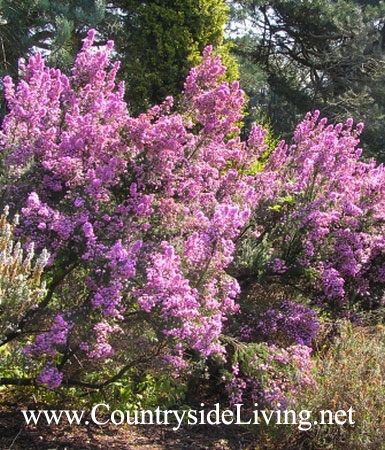 Эрика лузитанская 'Португал' (Erica lusitanica 'Portugal')