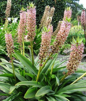 Эукомис (эвкомис) хохлатый (Eucomis comosa) Эукомис (эвкомис) хохлатый (Eucomis comosa)