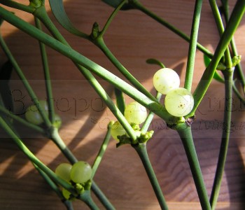 Омела белая (Viscum album, Mistletoe). Ягоды