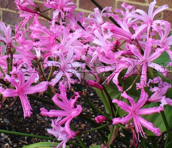 Нерина (Nerine)