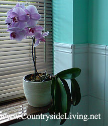 Комнатные растения в ванной. Фаленопсис (орхидея) в моей ванной
