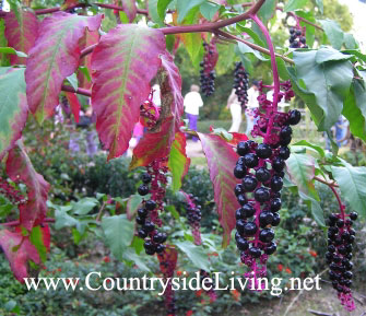 Лаконос американский, фитолакка. Phytolacca americana. Осень