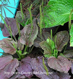 Подорожник большой пурпурный (Plantago major atropurpurea). Сорняк или красивое растение? Подорожник большой пурпурный (Plantago major atropurpurea). Сорняк или красивое растение?