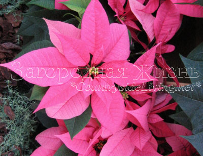Пуансетия (пуансеттия), рождественская звезда с ярко-розовыми прицветниками