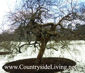Вишня красивоцветущая (сакура) зимой (Prunus shirotae) Вишня красивоцветущая (сакура) зимой (Prunus shirotae)