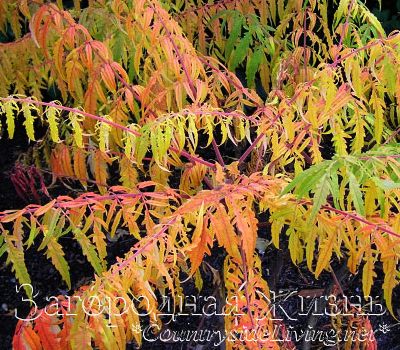 Сумах волосистый. Rhus typhina 'Tiger Eyes Bailtiger'