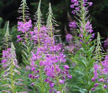Кипрей, или иван-чай (Epilobium angustifolium). Из него изготовляют копорский чай Кипрей, или иван-чай (Epilobium angustifolium). Из него изготовляют копорский чай