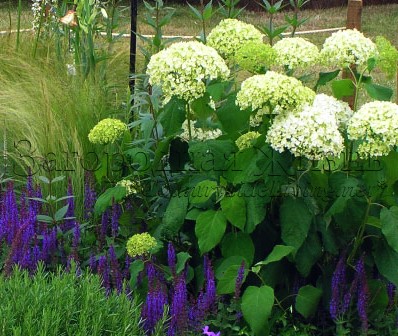 Сальвия дубравная (Salvia nemorosa) и гортензия древовидная (Hydrangea arborescens). Фрагмент сада на садоводческой выставке 'Хэмптон Корт' Сальвия дубравная (Salvia nemorosa) и гортензия древовидная (Hydrangea arborescens). Фрагмент сада на садоводческой выставке 'Хэмптон Корт'