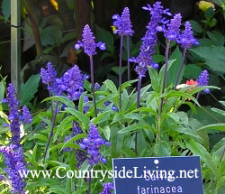 Сальвия мучнистая 'Рия' (Salvia farinacea 'Rhea') Сальвия мучнистая 'Рия' (Salvia farinacea 'Rhea')