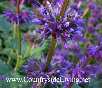 Сальвия мутовчатая. Salvia verticulata Сальвия мутовчатая. Salvia verticulata