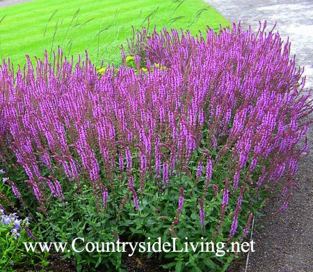Сальвия великолепная. Salvia x superba Сальвия великолепная. Salvia x superba