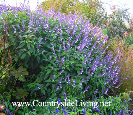 Сальвия 'Филлис Фэнси'. Salvia 'Phyllis Fancy' Сальвия 'Филлис Фэнси'. Salvia 'Phyllis Fancy'