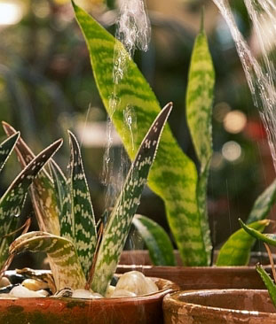 Сансевиерия (Sansevieria)'тещин язык', 'щучий хвост' Сансевиерия (Sansevieria)'тещин язык', 'щучий хвост'