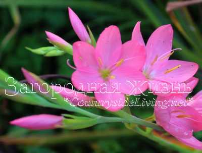 Схизостилис ярко-красный большой (Schizostylis coccinea major)