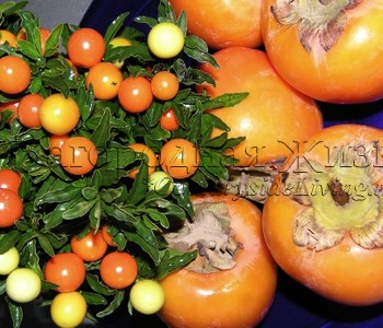 Паслен ложноперечный, соланум, Иерусалимская вишня (Solanum pseudocapsicum) растение для осенних и зимних живых цветочных композиций и корзин Паслен ложноперечный, соланум, Иерусалимская вишня (Solanum pseudocapsicum) растение для осенних и зимних живых цветочных композиций и корзин