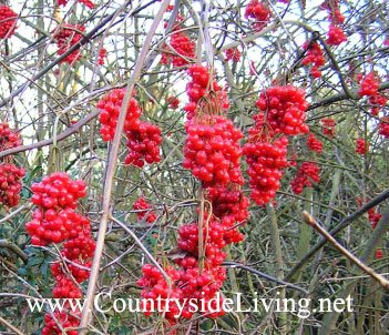 Калина берёзолистная (Viburnum betulifolium) в саду зимой Калина берёзолистная (Viburnum betulifolium) в саду зимой