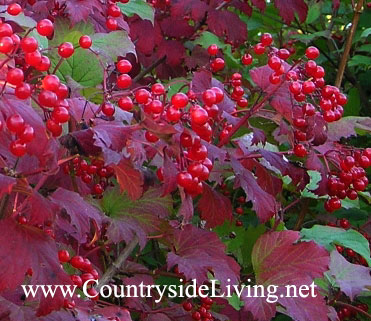 Калина осенью (Viburnum)