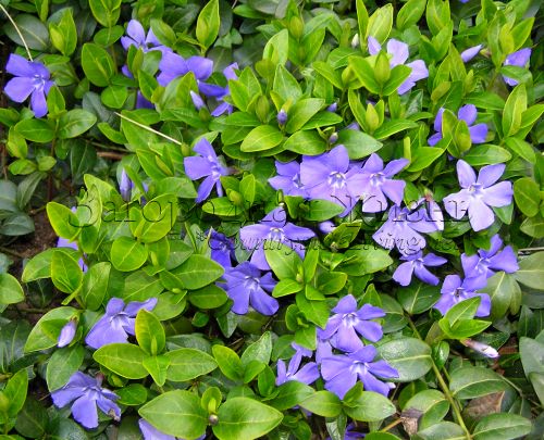 Барвинок малый. Vinca minor Барвинок малый. Vinca minor