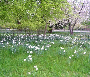 Нарциссы, свободно растущие в естественном природном саду, парк дворца Хэмптон Корт, г-во Суррей, Англия