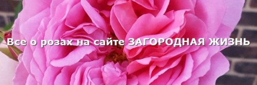 Все о розах на сайте ЗАГОРОДНАЯ ЖИЗНЬ Все о розах на сайте ЗАГОРОДНАЯ ЖИЗНЬ