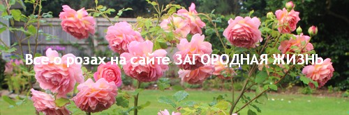 Все о розах на нашем сайте Все о розах на нашем сайте
