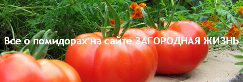 Помидоры / томаты на сайте ЗАГОРОДНАЯ ЖИЗНЬ