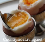 Яйца: простые и вкусные рецепты